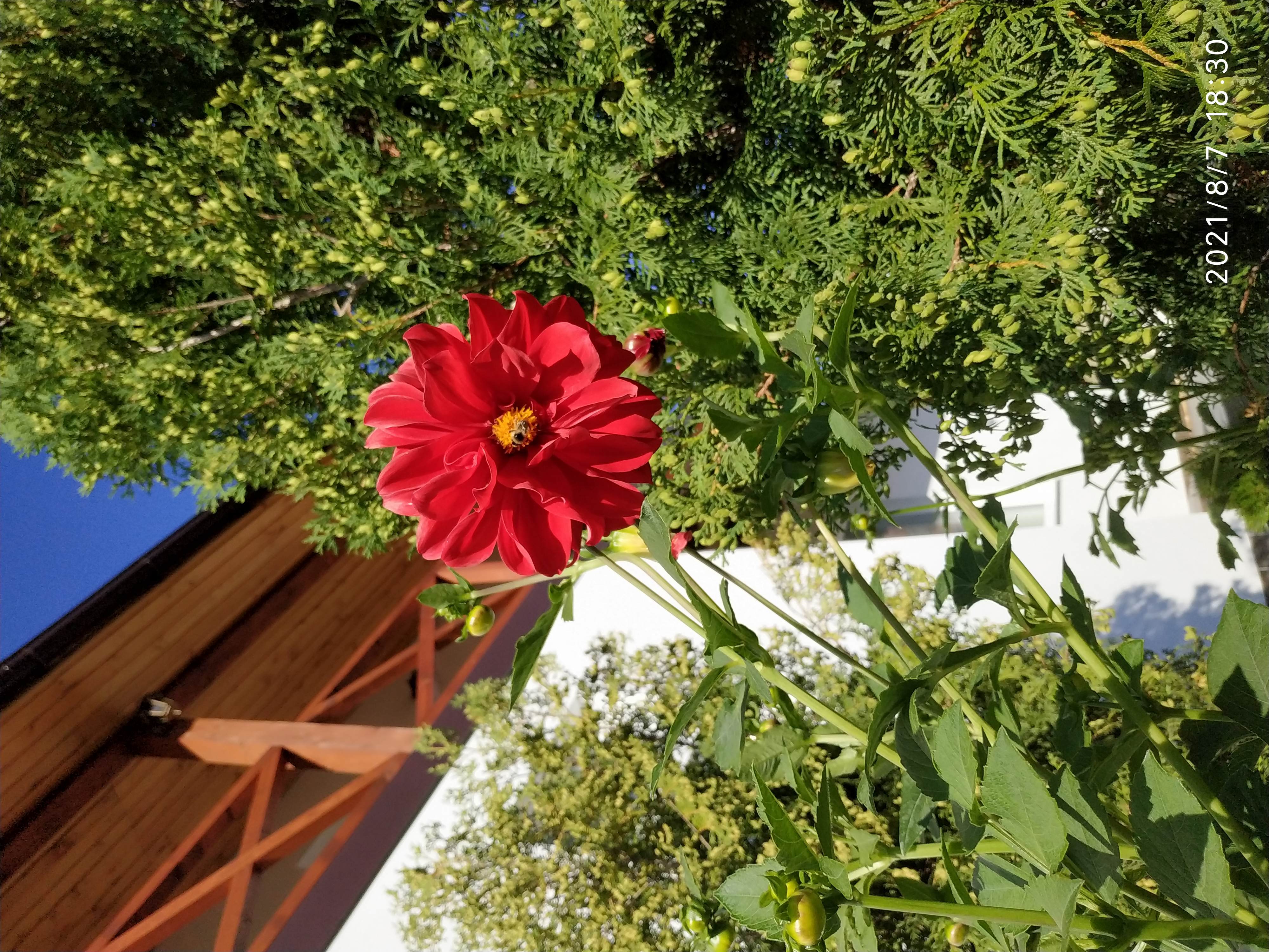 Передній двір NestG-Guest-House